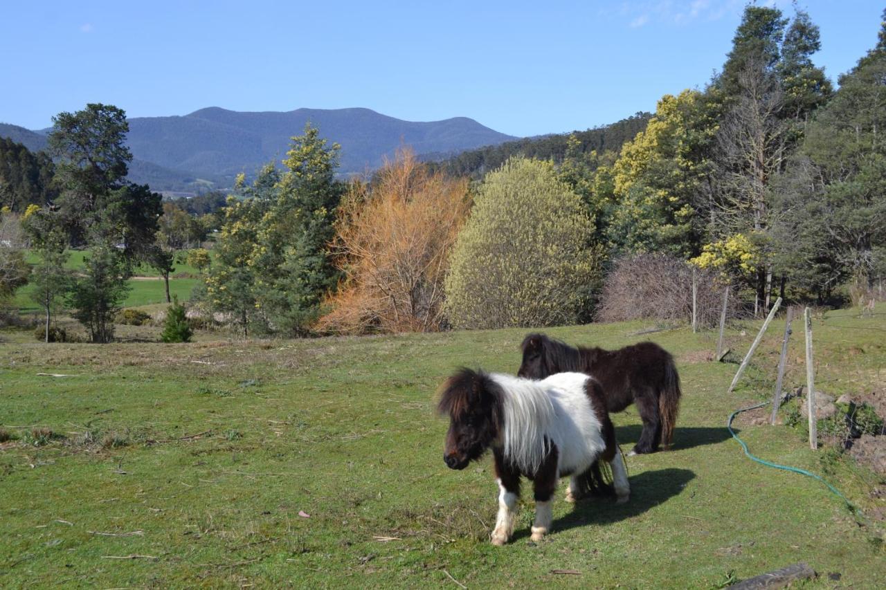 Whispering Spirit Holiday Cottages & Mini Ponies Franklin ภายนอก รูปภาพ